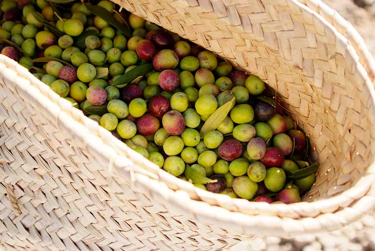 Olivenfruchtkorb