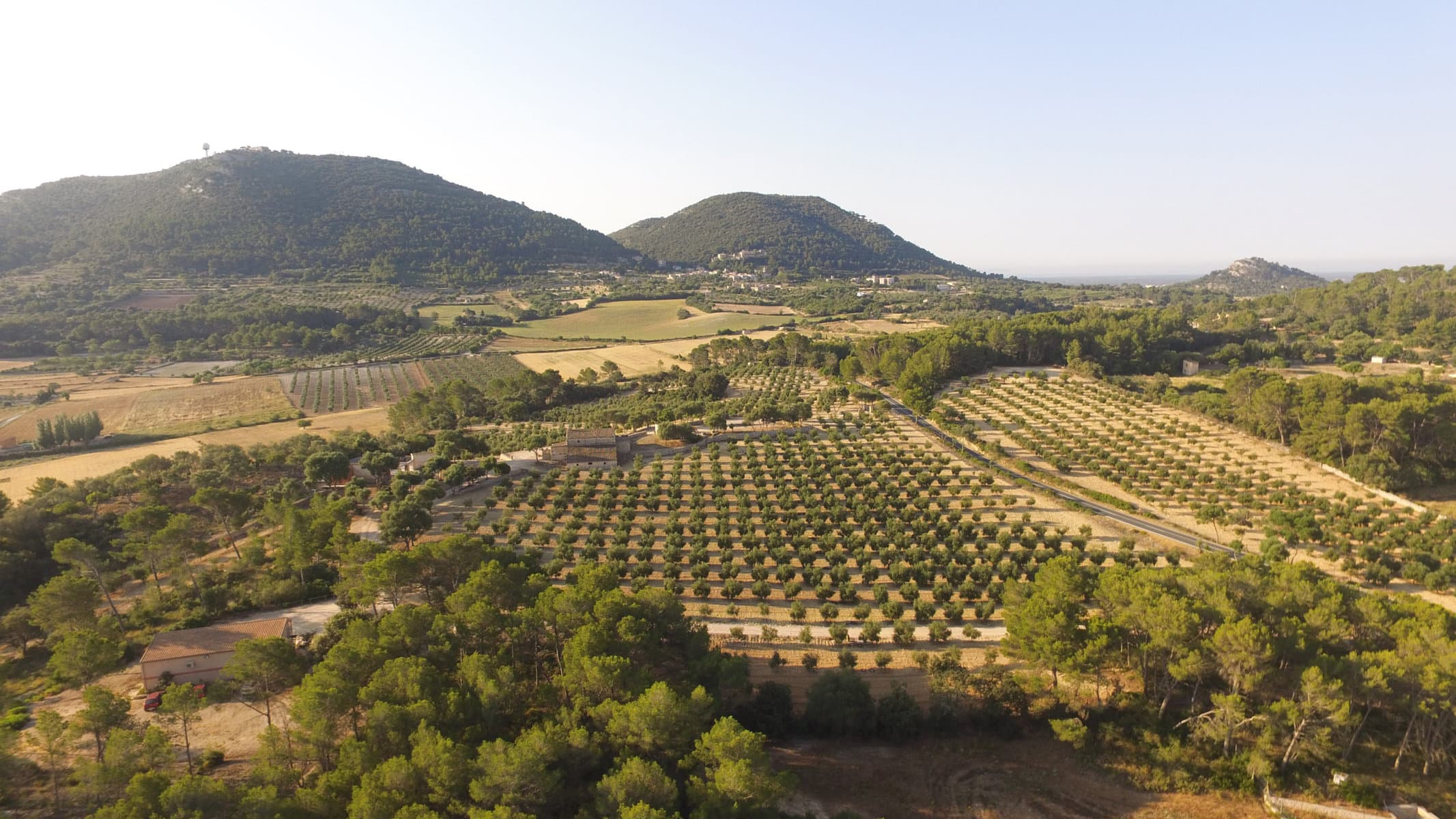 Mallorca Olivenhain Landschaft