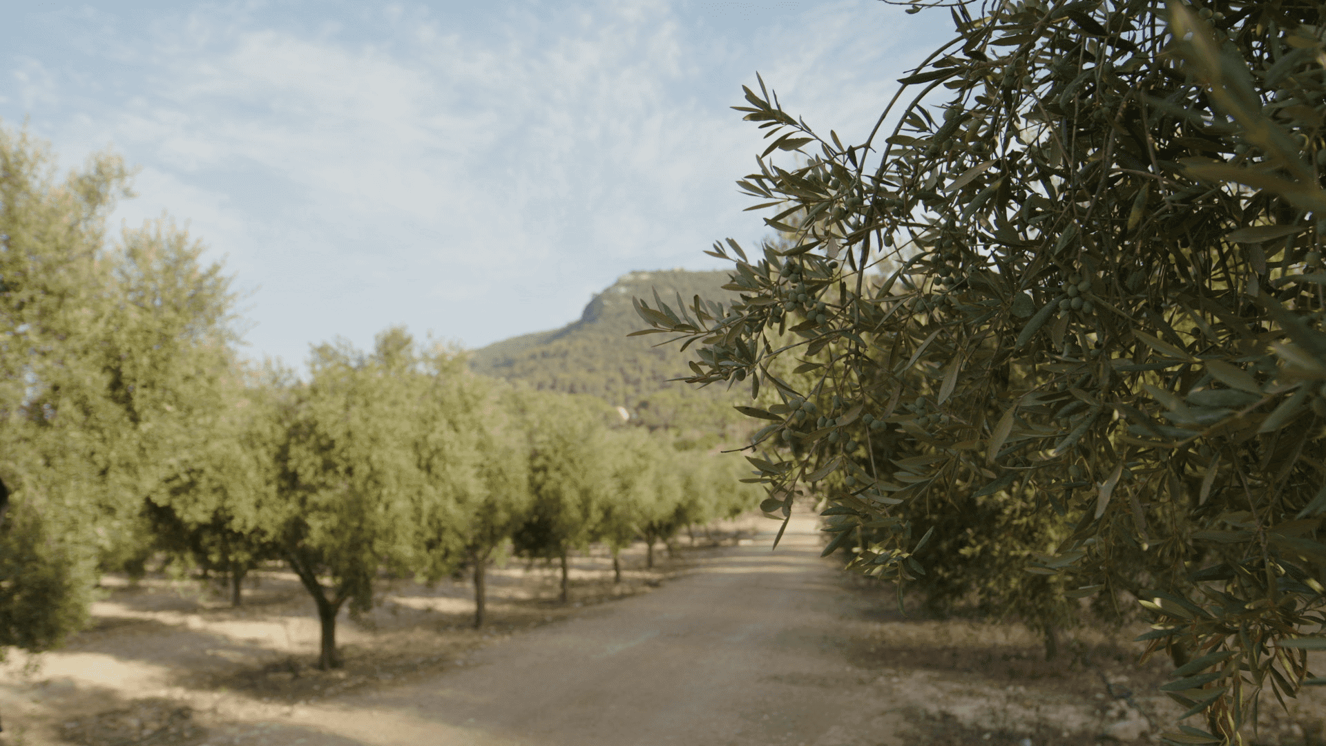 ¿Sabes qué es el aceite de cosecha temprana y qué es importante para conseguir un aceite de oliva virgen extra Premium?